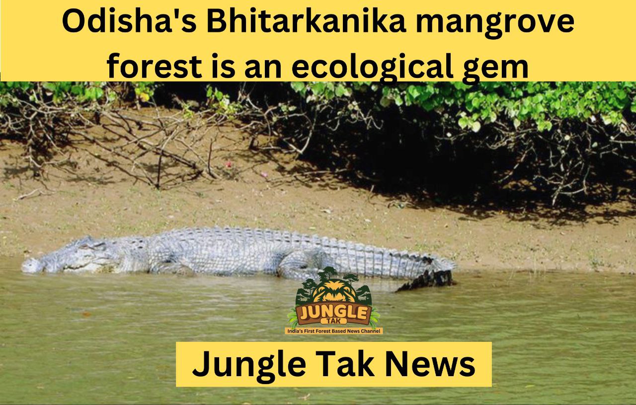 Odisha's Bhitarkanika mangrove forest is an ecological gem; here’s why- JUNGLE TAK