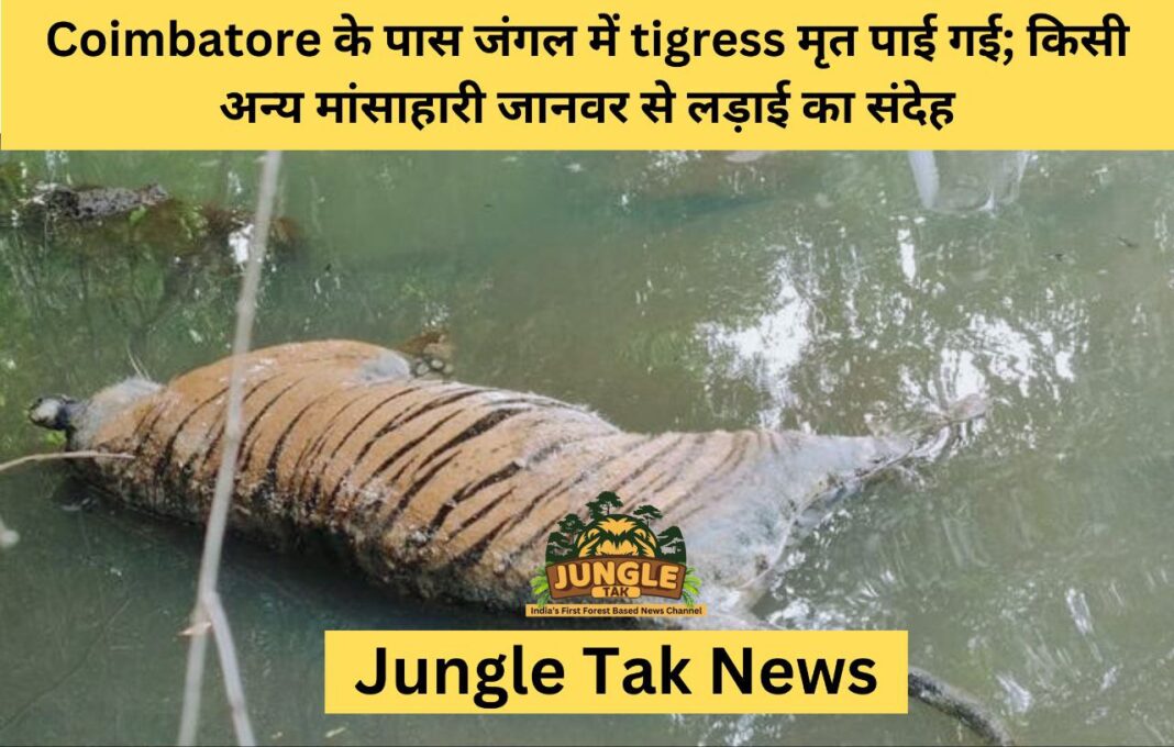 Coimbatore के पास जंगल में tigress मृत पाई गई; किसी अन्य मांसाहारी जानवर से लड़ाई का संदेह- JUNGLE TAK