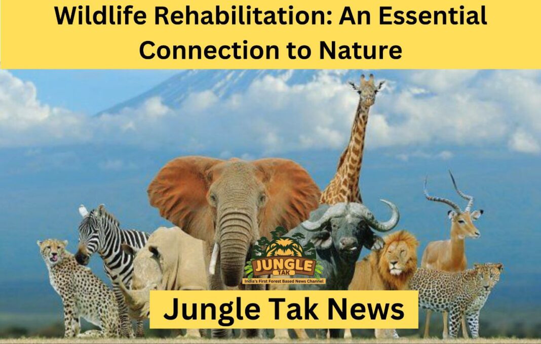Wildlife Rehabilitation: An Essential Connection to Nature- JUNGLE TAK