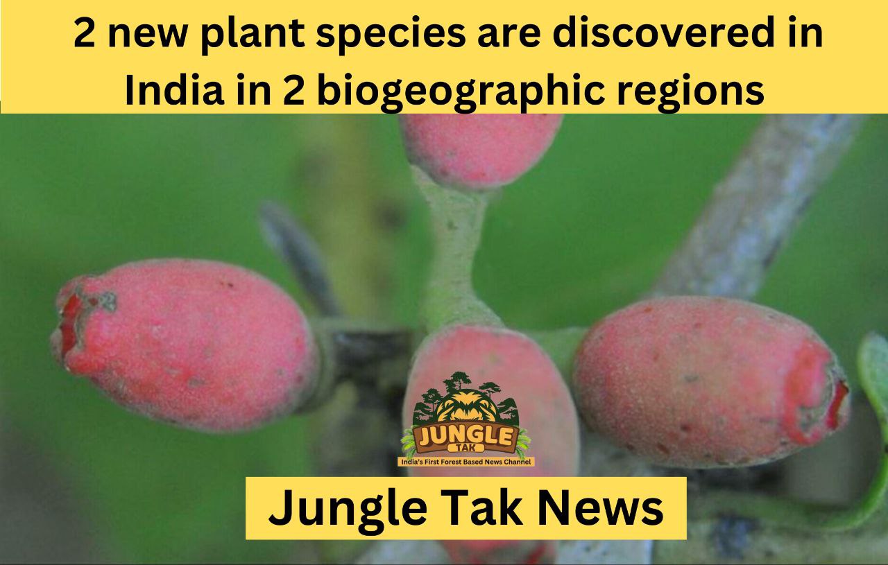 भारत में 2 bio-geographic hotspots में 2 नई पौधों की प्रजातियाँ पाई गईं- JUNGLE TAK