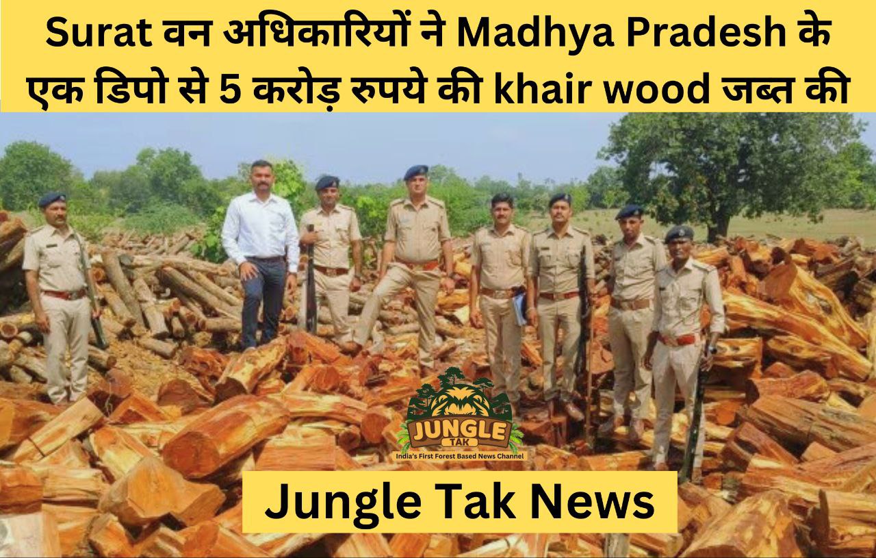 Surat वन अधिकारियों ने Madhya Pradesh के एक डिपो से 5 करोड़ रुपये की khair wood जब्त की- JUNGLE TAK