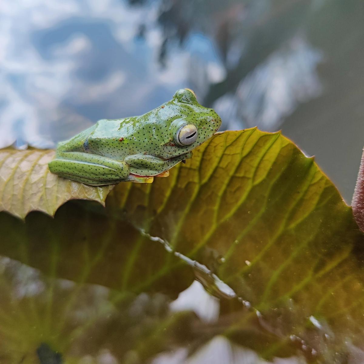 A frog at the Miyawaki Nature Lab in Thiruvananthapuram- JUNGLE TAK
