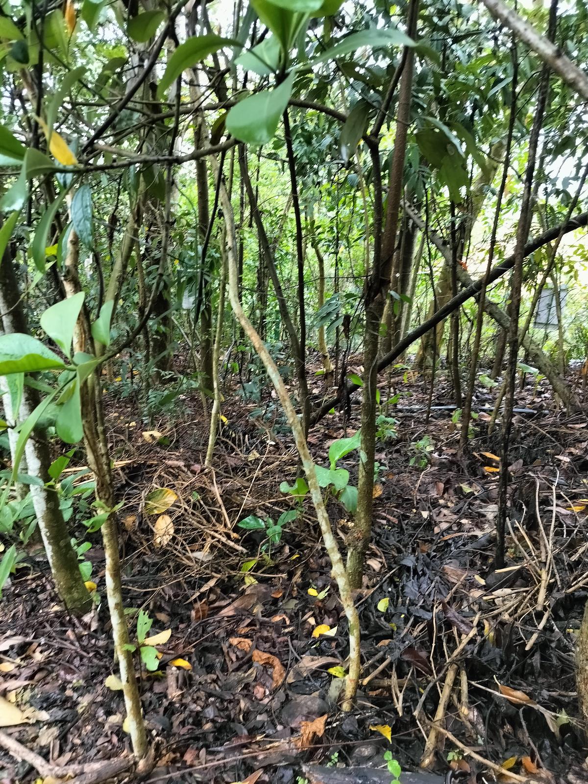 Miyawaki Nature Lab- JUNGLE JAK