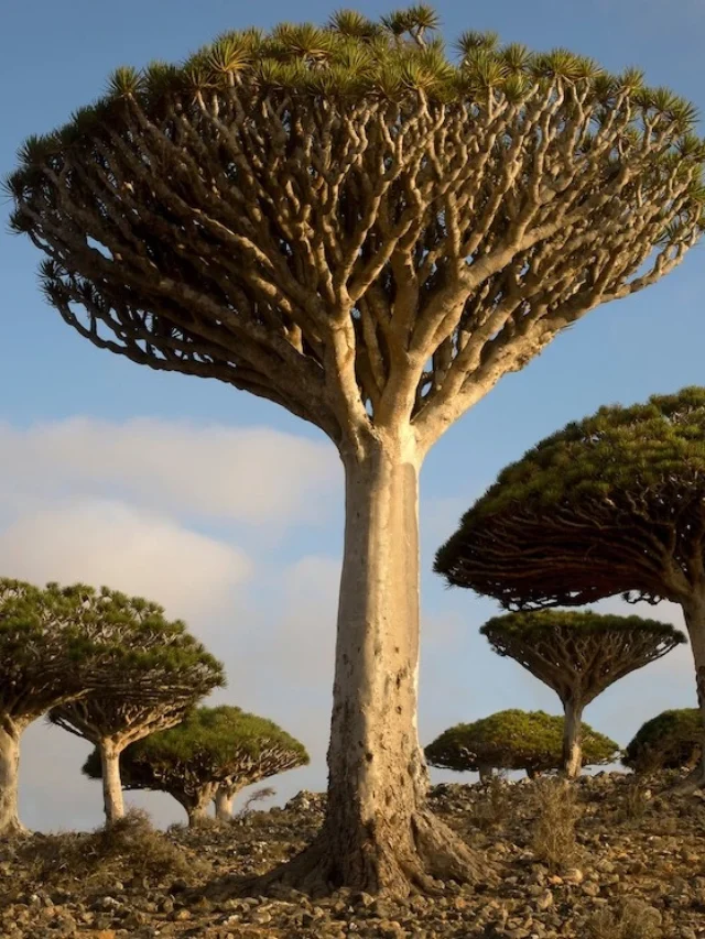 10-of-the-most-unique-trees-in-the-world001