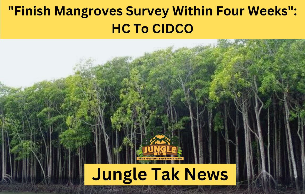 "Finish Mangroves Survey Within Four Weeks": HC To CIDCO