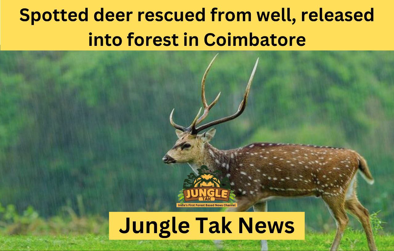 Spotted deer rescued from well, released into forest in Coimbatore- JUNGLE TAK