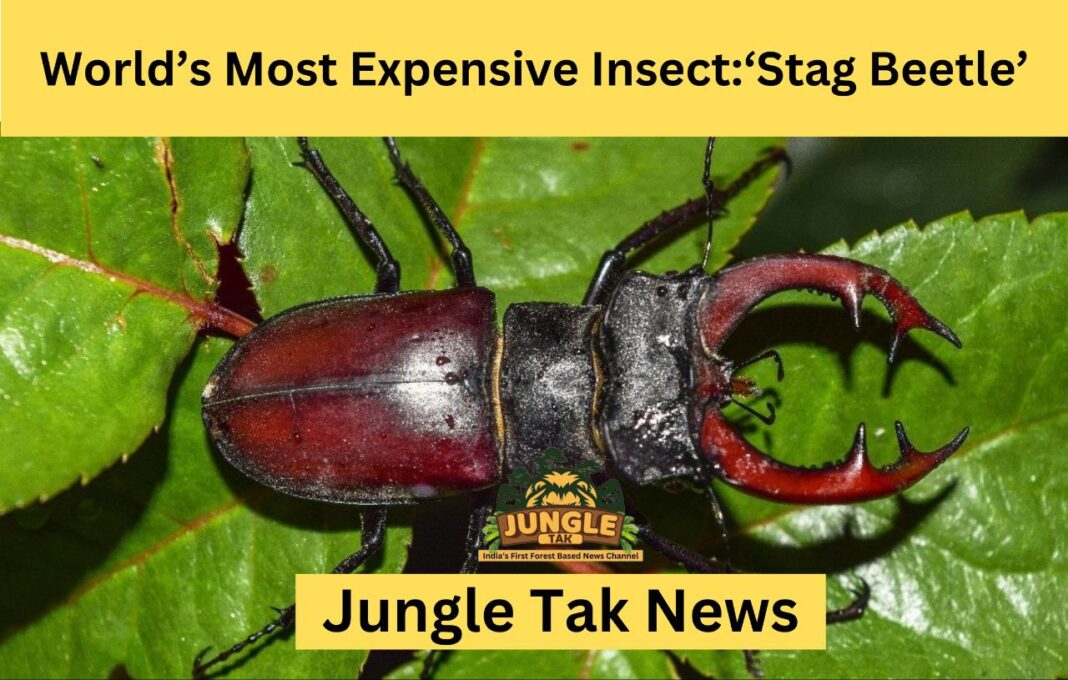 World’s Most Expensive Insect ‘Stag Beetle’- JUNGLE TAK