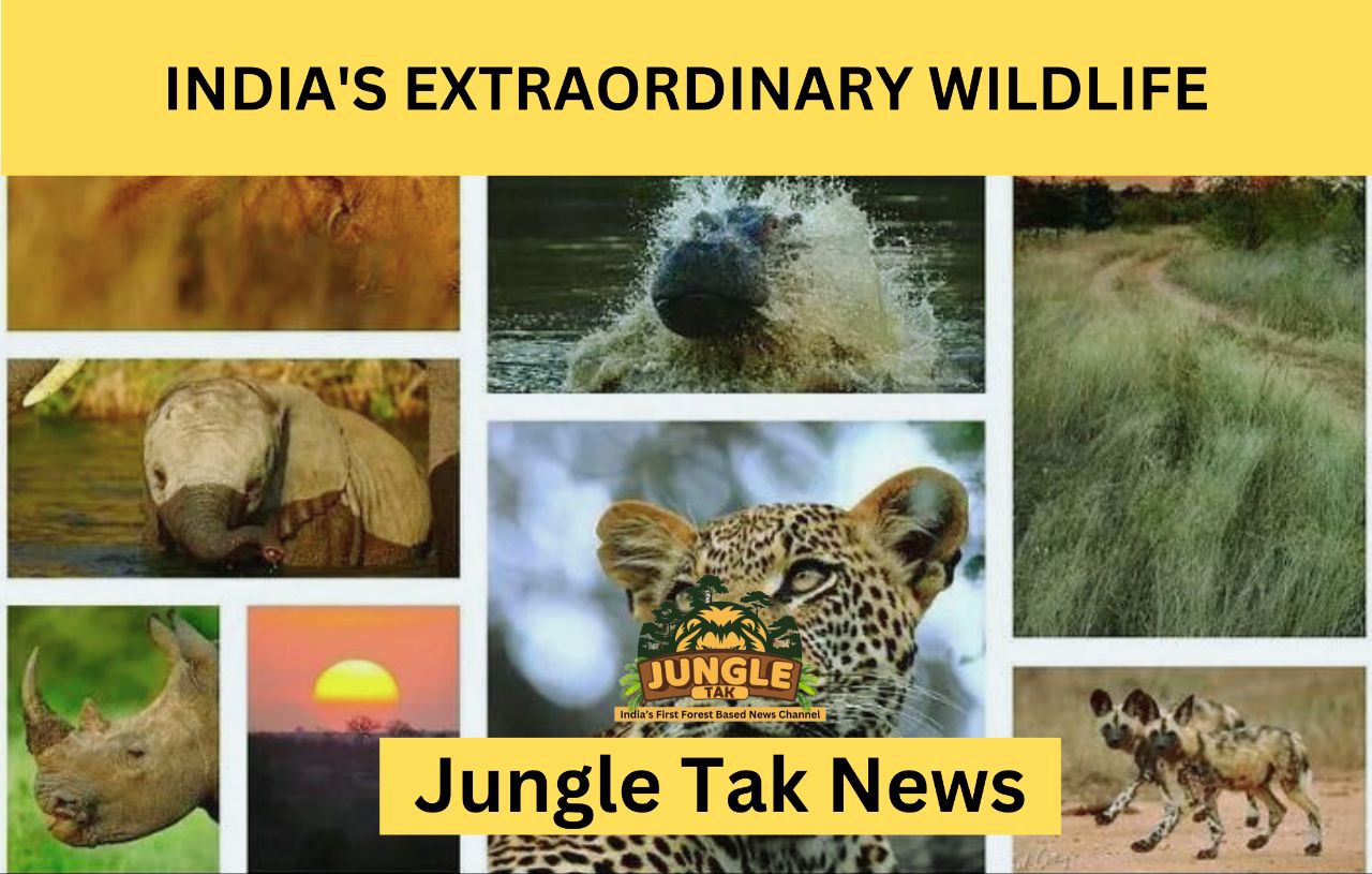 INDIA'S EXTRAORDINARY WILDLIFE: A Journey Through Unique And Endangered Species- JUNGLE TAK