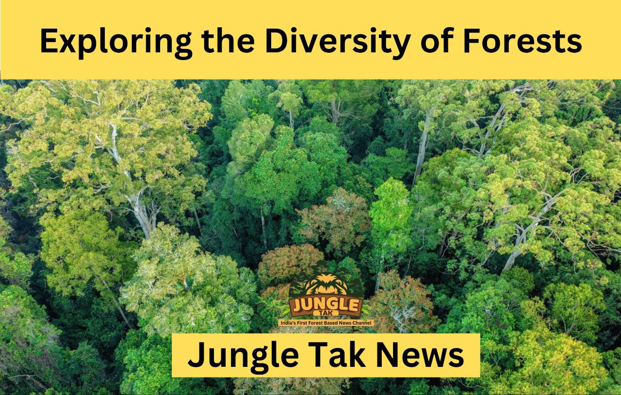 Exploring the Diversity of Forests- JUNGLE TAK