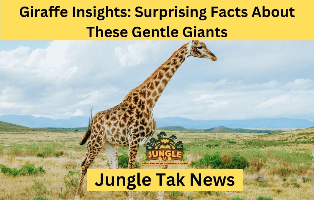 Giraffe Insights: Surprising Facts About These Gentle Giants- JUNGLE TAK