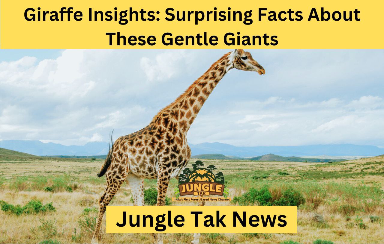 Giraffe Insights: Surprising Facts About These Gentle Giants- JUNGLE TAK