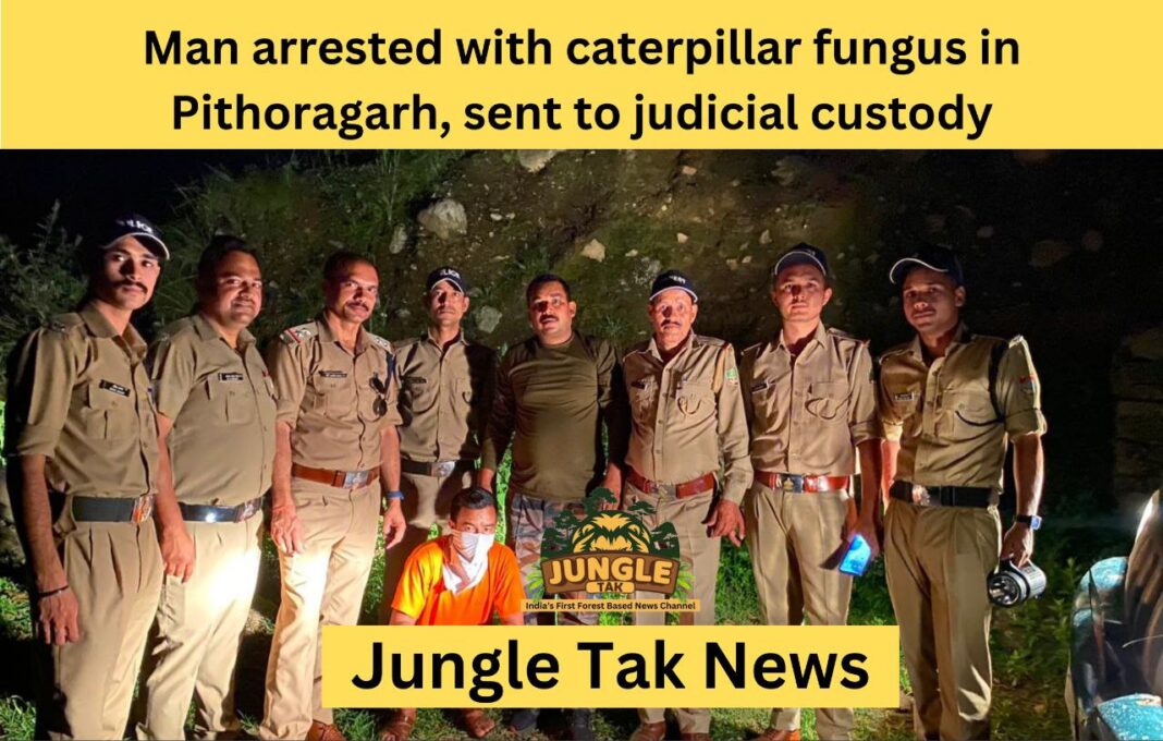 Pithoragarh में caterpillar fungus के साथ एक व्यक्ति गिरफ्तार, न्यायिक हिरासत में भेजा गया- JUNGLE TAK