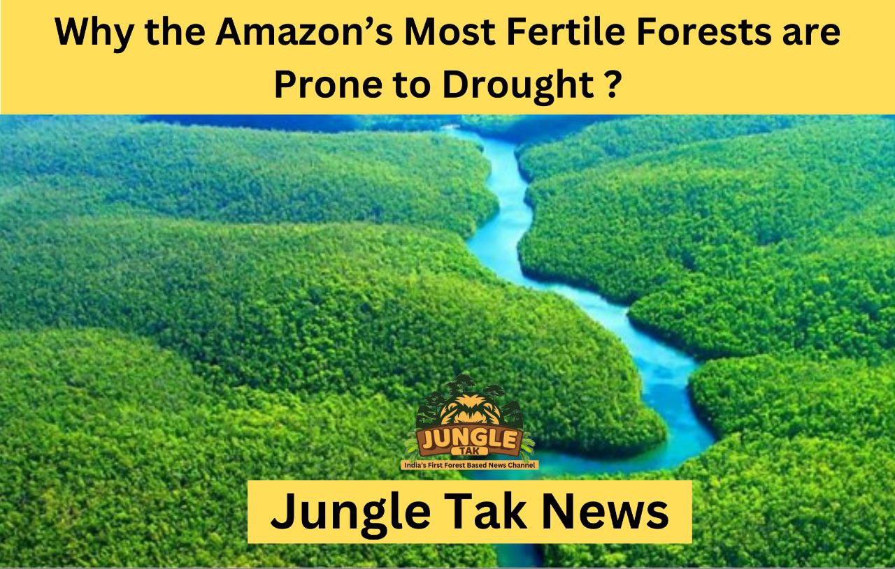 छिपी हुई कमज़ोरी: Amazon के सबसे Fertile Forests Drought के प्रति क्यों संवेदनशील हैं- JUNGLE TAK