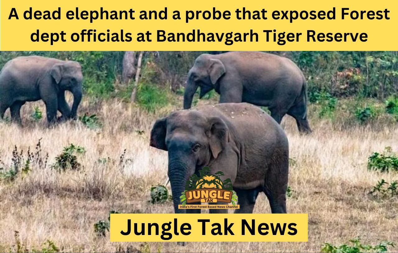 एक मृत हाथी, एक लीपापोती, और एक जांच जिसने Bandhavgarh Tiger Reserve के वन विभाग के अधिकारियों की पोल खोल दी- JUNGLE TAK