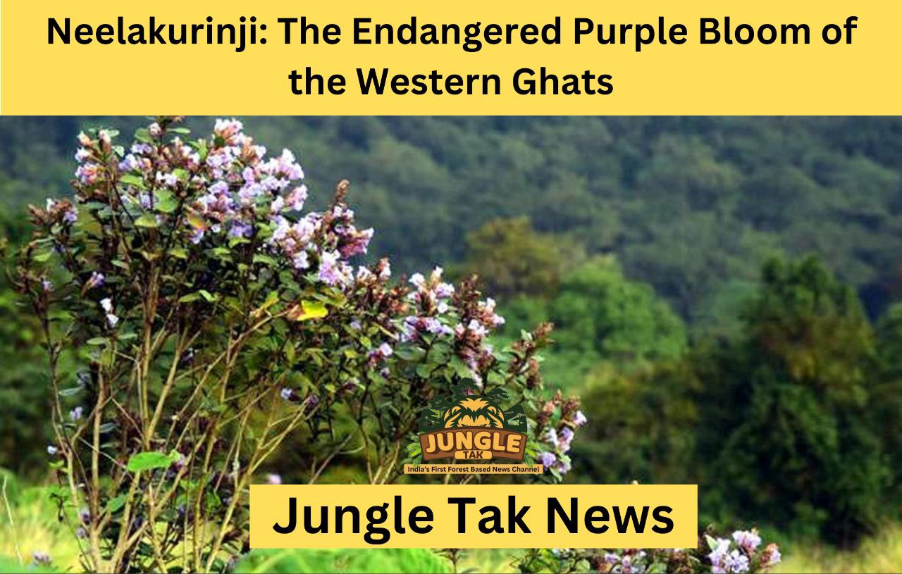 Neelakurinji: पश्चिमी घाट का लुप्तप्राय बैंगनी फूल- JUNGLE TAK