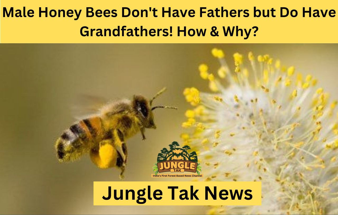 Male Honey Bees Don't Have Fathers but Do Have Grandfathers! How & Why?- JUNGLE TAK