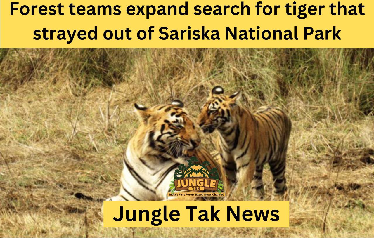 वन विभाग की टीमें Sariska National Park से भटके बाघ की तलाश में जुटी- JUNGLE TAK