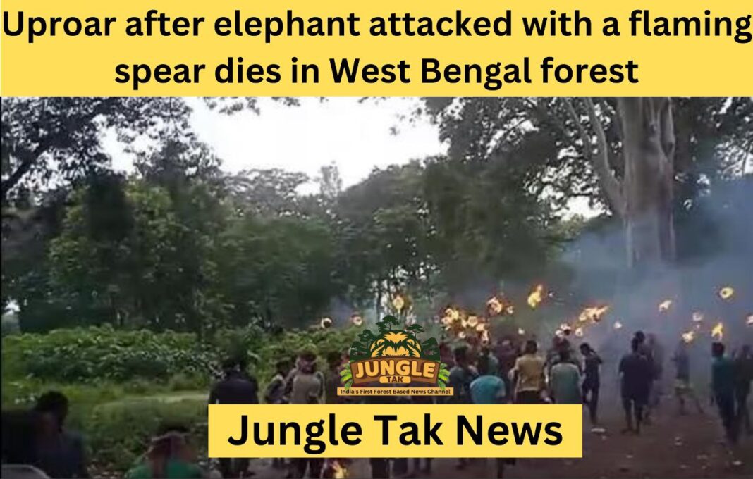 West Bengal के जंगल में हाथी पर जलते भाले से हमला, मौत के बाद हंगामा- JUNGLE TAK