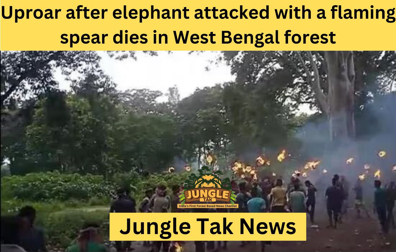West Bengal के जंगल में हाथी पर जलते भाले से हमला, मौत के बाद हंगामा- JUNGLE TAK