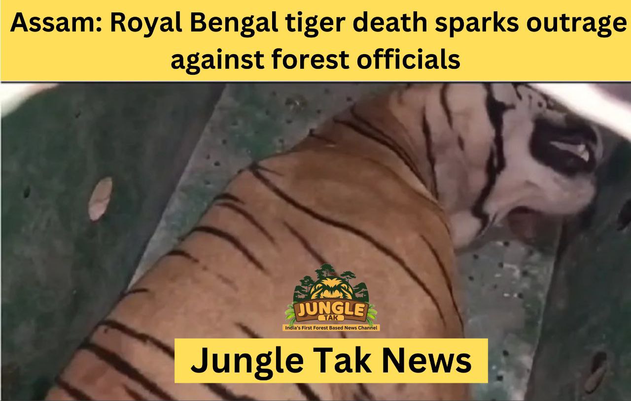 असम: Royal Bengal tiger की मौत से वन अधिकारियों के खिलाफ आक्रोश- JUNGLE TAK