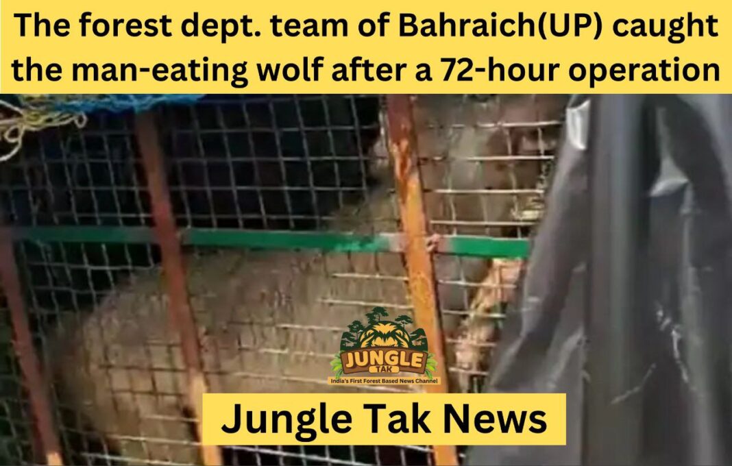 Uttar Pradesh के Bahraich में वन विभाग की टीम ने 72 घंटे के ऑपरेशन के बाद आदमखोर wolf को पकड़ा- JUNGLE TAK