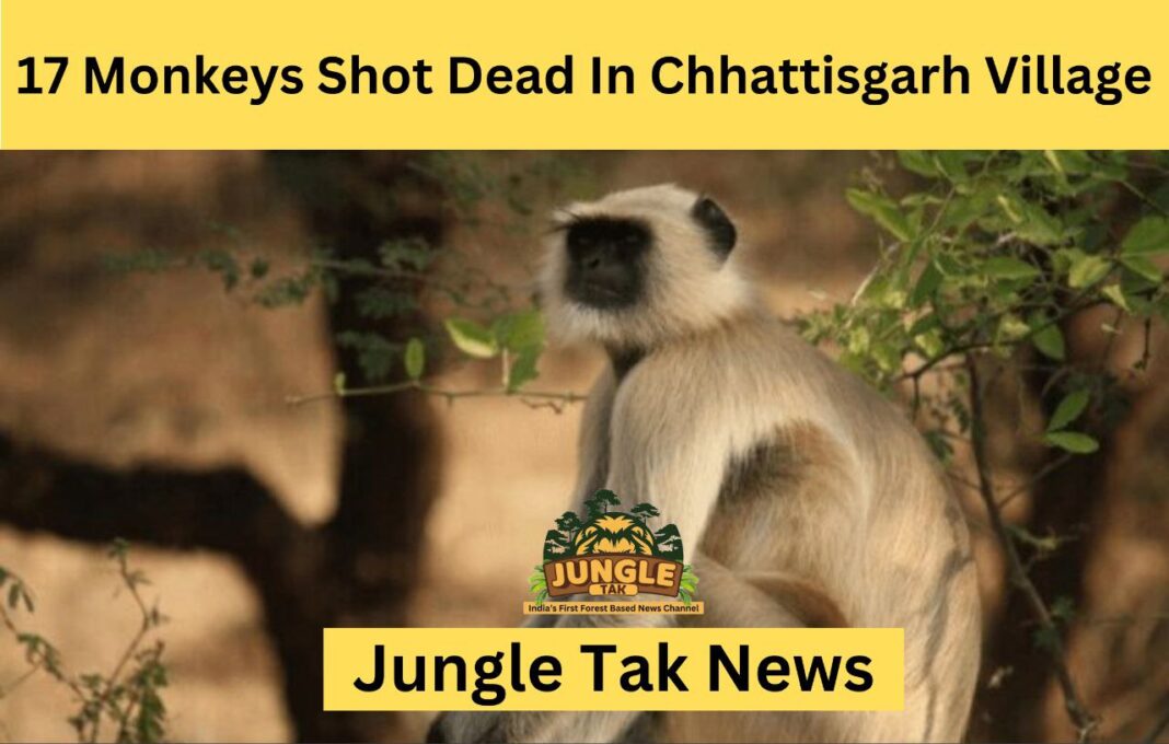 Chhattisgarh के एक गांव में 17 बंदरों की गोली मारकर हत्या, वन विभाग ने दिए जांच के आदेश- JUNGLE TAK