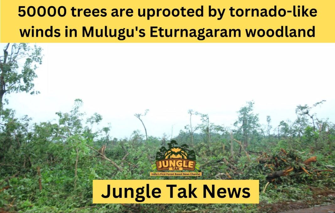 Telengana के Mulugu के Eturnagaram forest में तूफानी हवाओं ने 50,000 पेड़ उखाड़ दिए-JUNGLE TAK