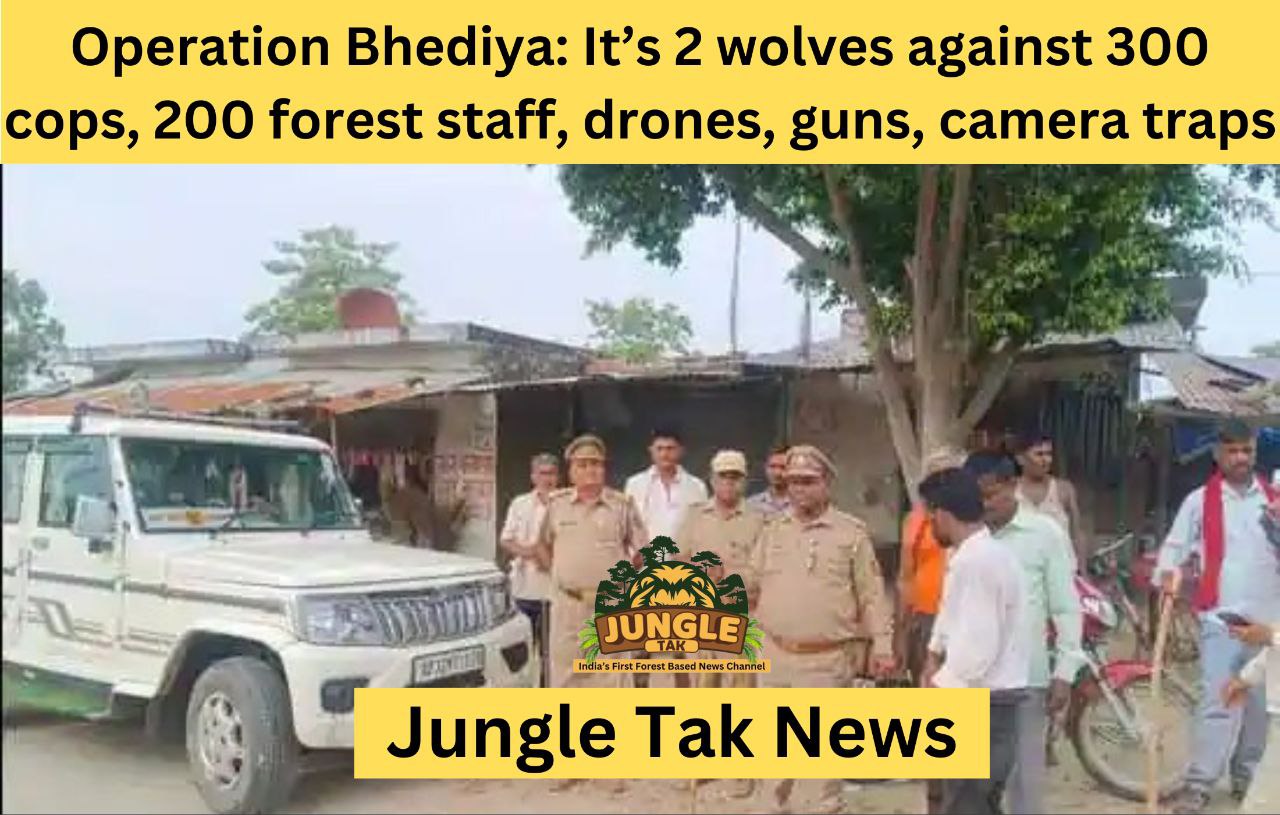 Operation Bhediya: 300 पुलिस, 200 वन कर्मचारियों, ड्रोन, बंदूकों, कैमरा ट्रैप के खिलाफ 2 भेड़िये- JUNGLE TAK