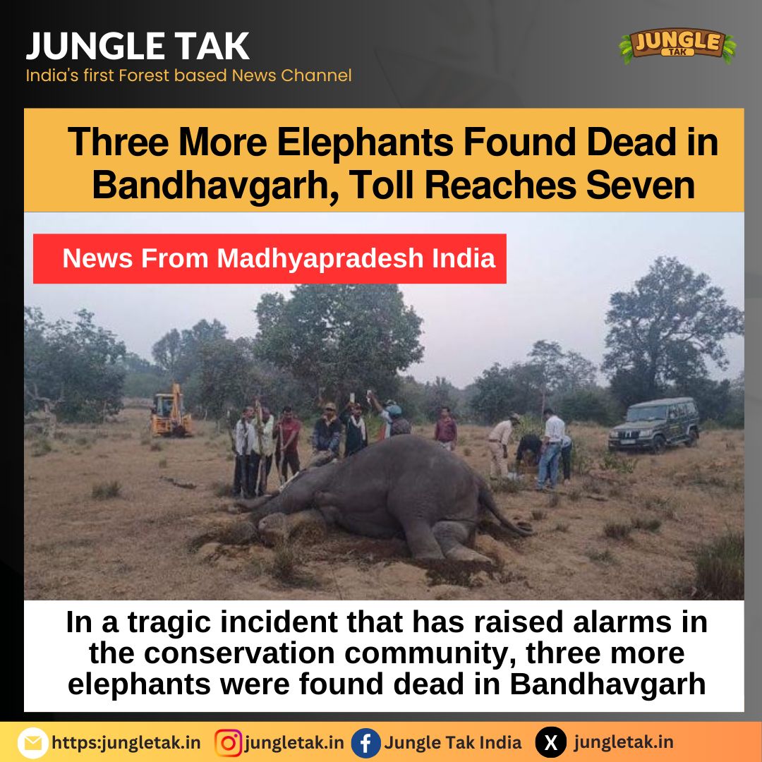 𝗧𝗵𝗿𝗲𝗲 𝗠𝗼𝗿𝗲 𝗘𝗹𝗲𝗽𝗵𝗮𝗻𝘁𝘀 𝗙𝗼𝘂𝗻𝗱 𝗗𝗲𝗮𝗱 𝗶𝗻 𝗕𝗮𝗻𝗱𝗵𝗮𝘃𝗴𝗮𝗿𝗵, 𝗧𝗼𝗹𝗹 𝗥𝗲𝗮𝗰𝗵𝗲𝘀 𝗦𝗲𝘃𝗲𝗻- JUNGLE TAK