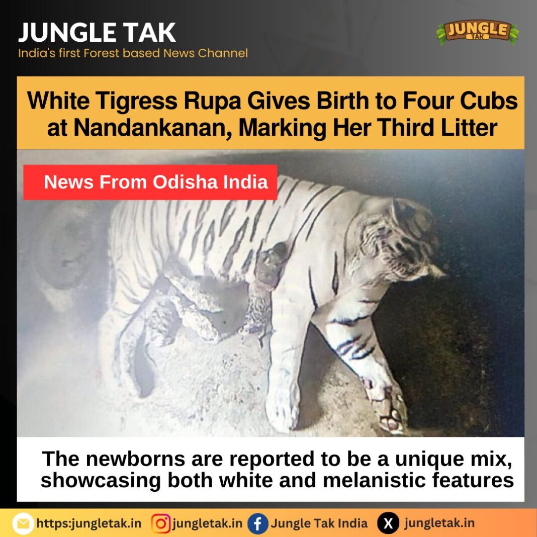 𝗪𝗵𝗶𝘁𝗲 𝗧𝗶𝗴𝗿𝗲𝘀𝘀 𝗥𝘂𝗽𝗮 𝗚𝗶𝘃𝗲𝘀 𝗕𝗶𝗿𝘁𝗵 𝘁𝗼 𝗙𝗼𝘂𝗿 𝗖𝘂𝗯𝘀 𝗮𝘁 𝗡𝗮𝗻𝗱𝗮𝗻𝗸𝗮𝗻𝗮𝗻, 𝗠𝗮𝗿𝗸𝗶𝗻𝗴 𝗛𝗲𝗿 𝗧𝗵𝗶𝗿𝗱 𝗟𝗶𝘁𝘁𝗲𝗿- JUNGLE TAK