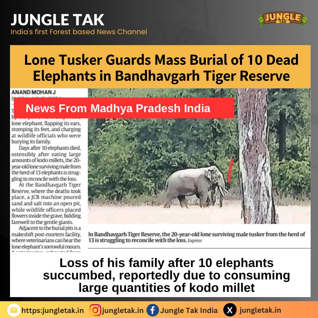 𝗟𝗼𝗻𝗲 𝗧𝘂𝘀𝗸𝗲𝗿 𝗚𝘂𝗮𝗿𝗱𝘀 𝗠𝗮𝘀𝘀 𝗕𝘂𝗿𝗶𝗮𝗹 𝗼𝗳 𝟭𝟬 𝗗𝗲𝗮𝗱 𝗘𝗹𝗲𝗽𝗵𝗮𝗻𝘁𝘀 𝗶𝗻 𝗕𝗮𝗻𝗱𝗵𝗮𝘃𝗴𝗮𝗿𝗵 𝗧𝗶𝗴𝗲𝗿 𝗥𝗲𝘀𝗲𝗿𝘃𝗲- JUNGLE TAK