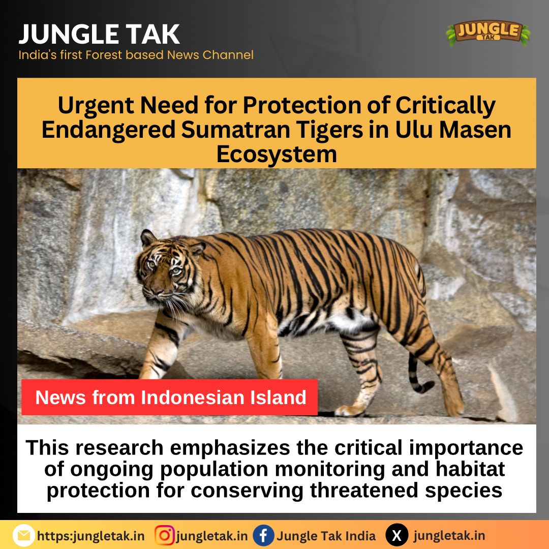 Urgent Need for Protection of Critically Endangered Sumatran Tigers in Ulu Masen Ecosystem-JUNGLE TAK
