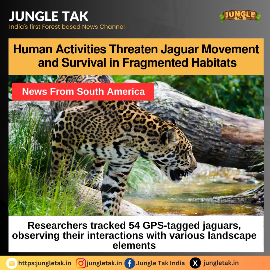 Human activities threaten Jaguar Movement and survival in fragmented habitats- JUNGLE TAK