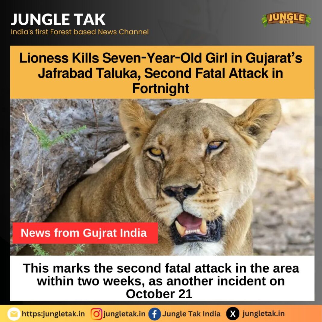 Lionness kills 7-year old girl in Gujrat's Jafrabad Taluka, second fatal attack in fortnight- JUNGLE TAK