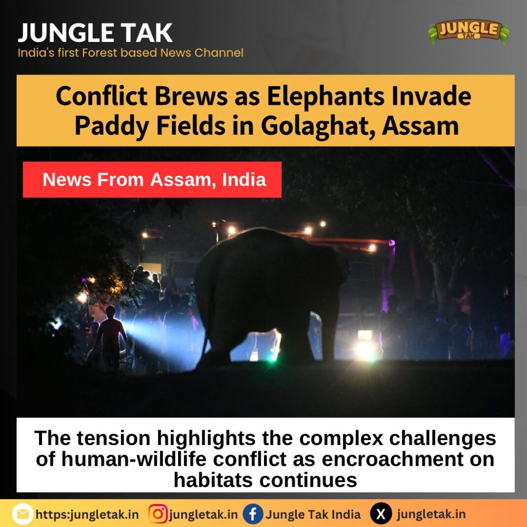 Conflicts brews as elephants invade paddy fields in Golaghat, Assam- JUNGLE TAK