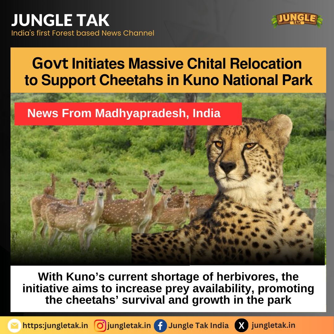 Madhya Pradesh initiates massive chital relocation to support cheetahs in Kuno national park- JUNGLE TAK