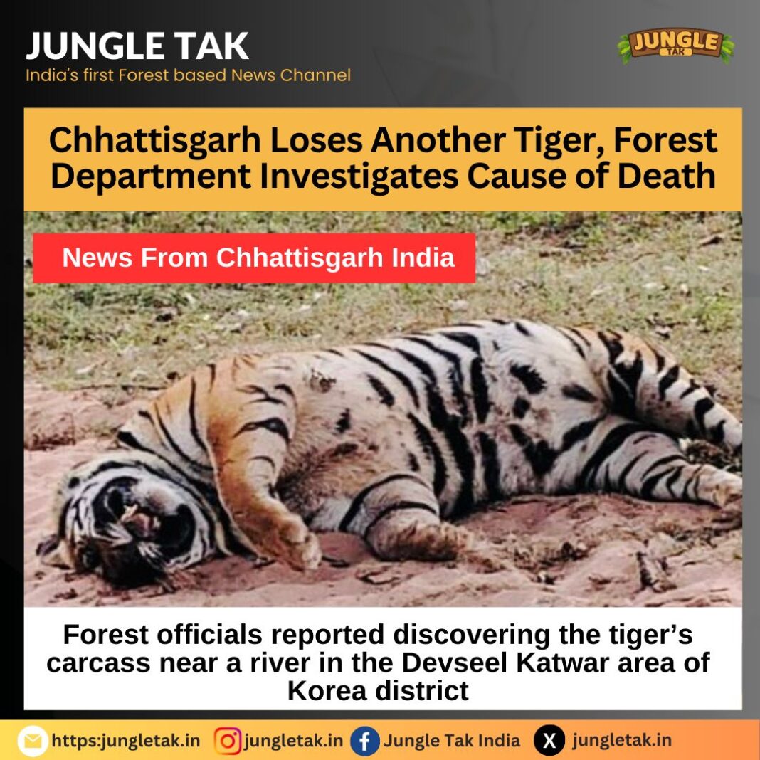 Chhattisgarh loses another tiger, forest department investigates cause of death- JUNGLE TAK