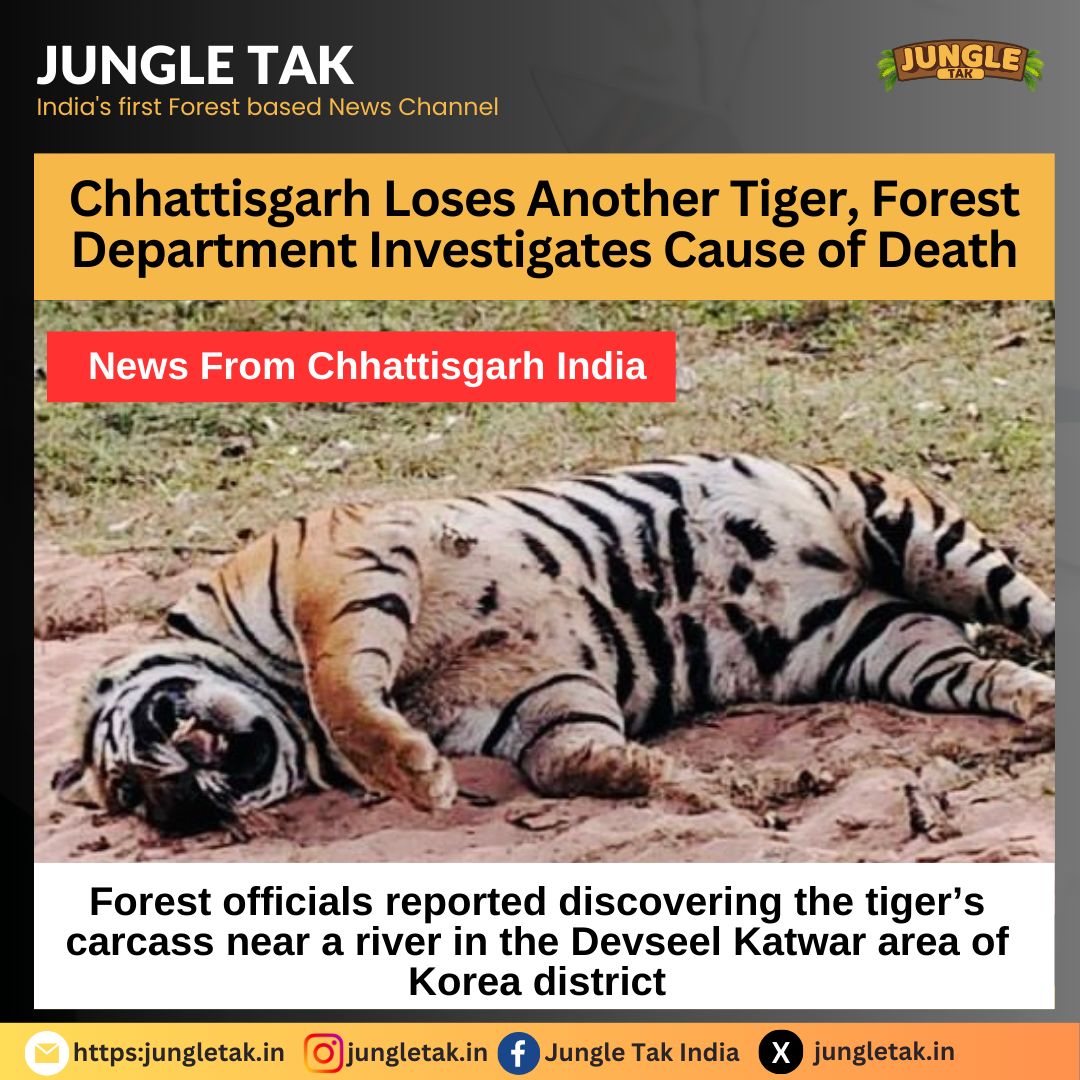 Chhattisgarh loses another tiger, forest department investigates cause of death- JUNGLE TAK