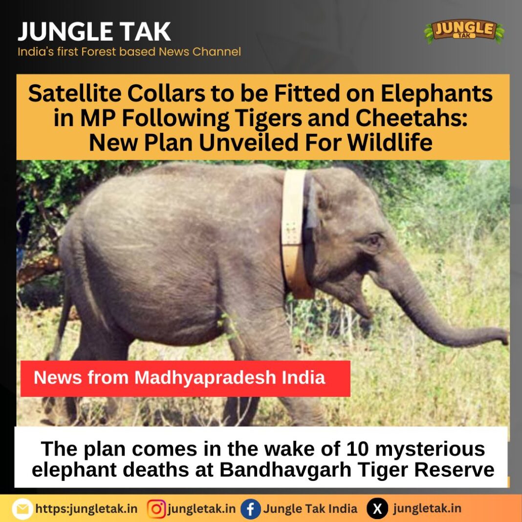 Satellite collars to be fitted on elephants in MP following tigers and cheetahs: New plan unveiled- JUNGLE TAK