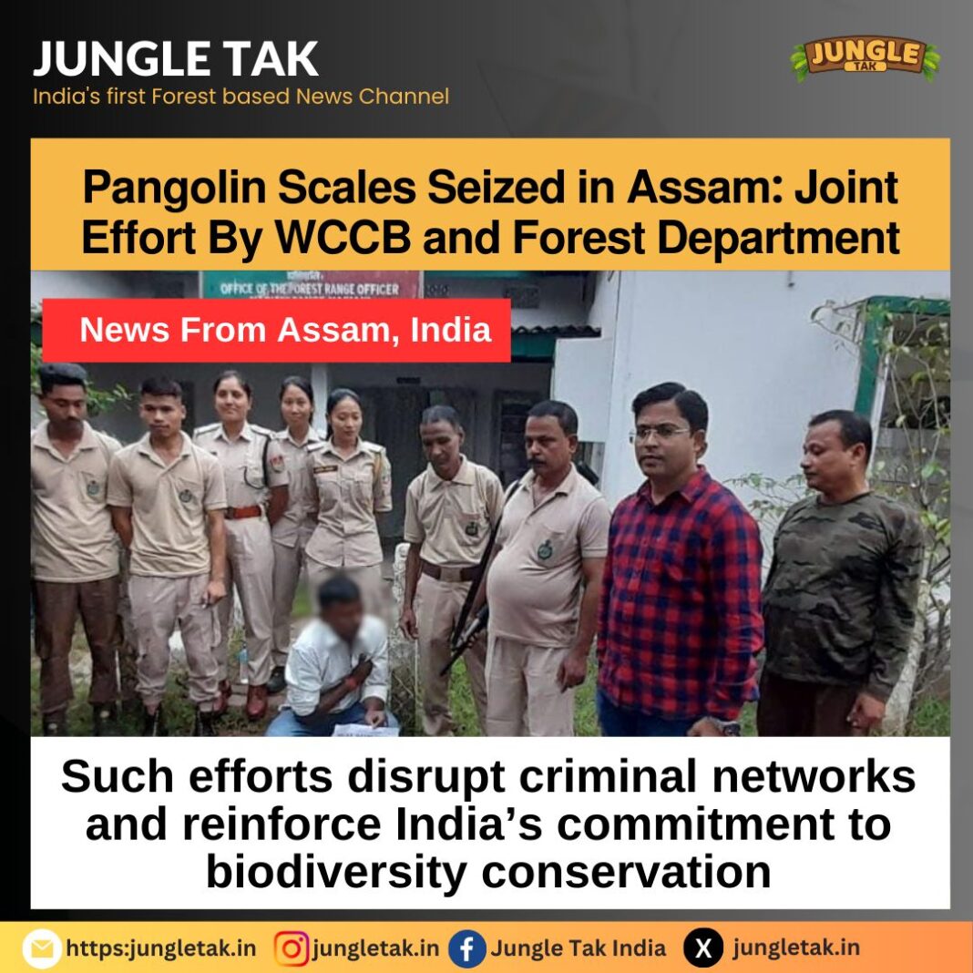 Pangolin scales seized in Assam: Joint effort by WCCB and forest department- JUNGLE TAK