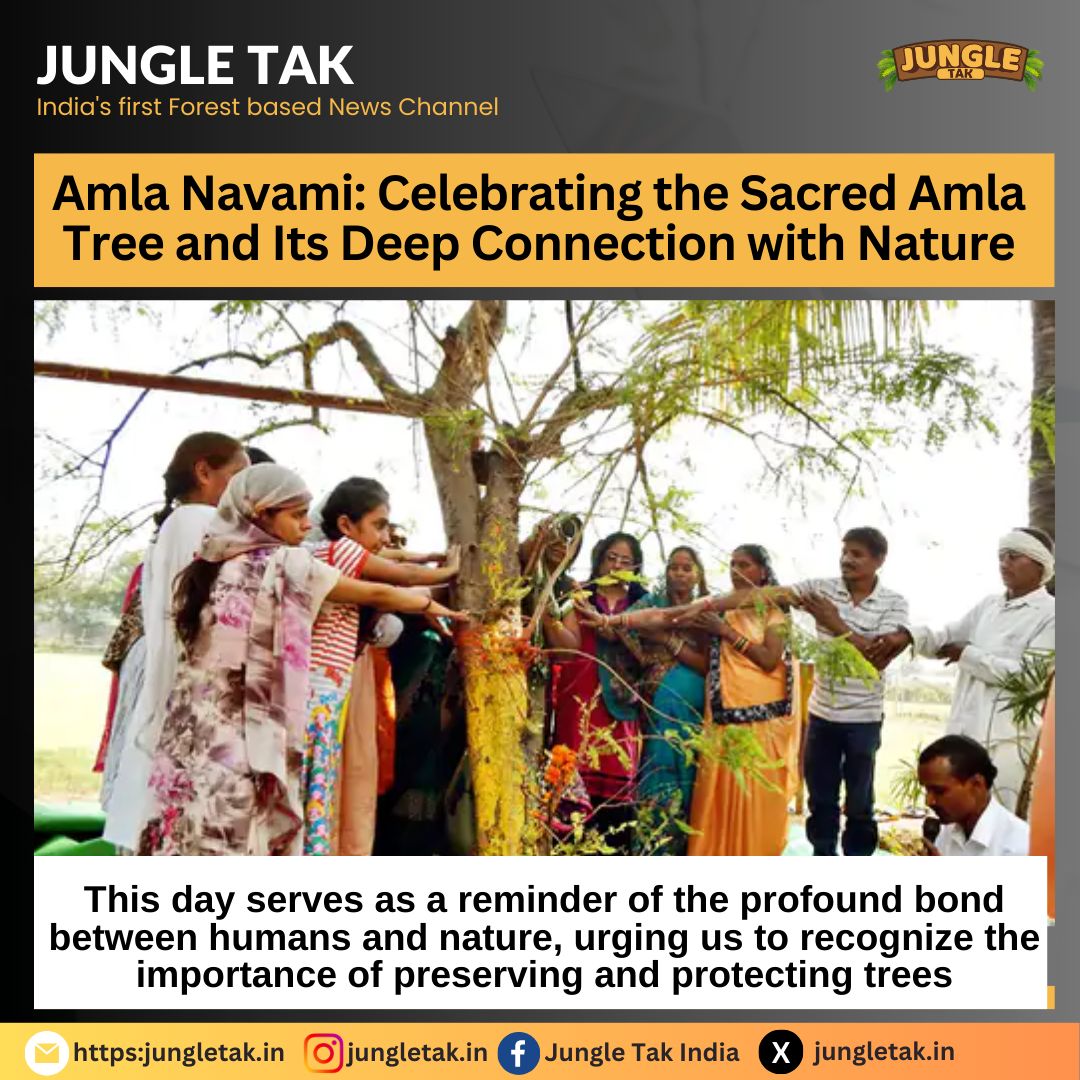 Rare "Golden" Cheetah discovered in Kenya's Athi Kapiti conservancy, first sighted in a century- JUNGLE TAK