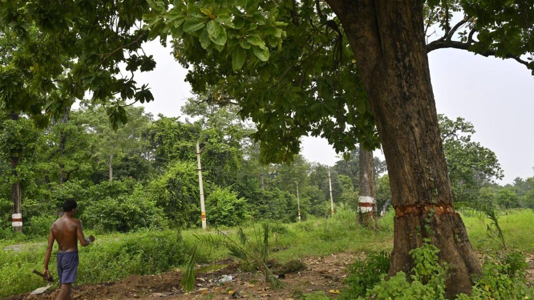 Headless divisions in Forest department, a reason for rampant destruction- JUNGLE TAK