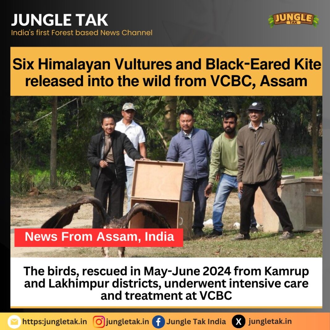 6 Himalayan Vultures and black-eared kite released into the wild from VCBC, Assam- JUNGLE TAK
