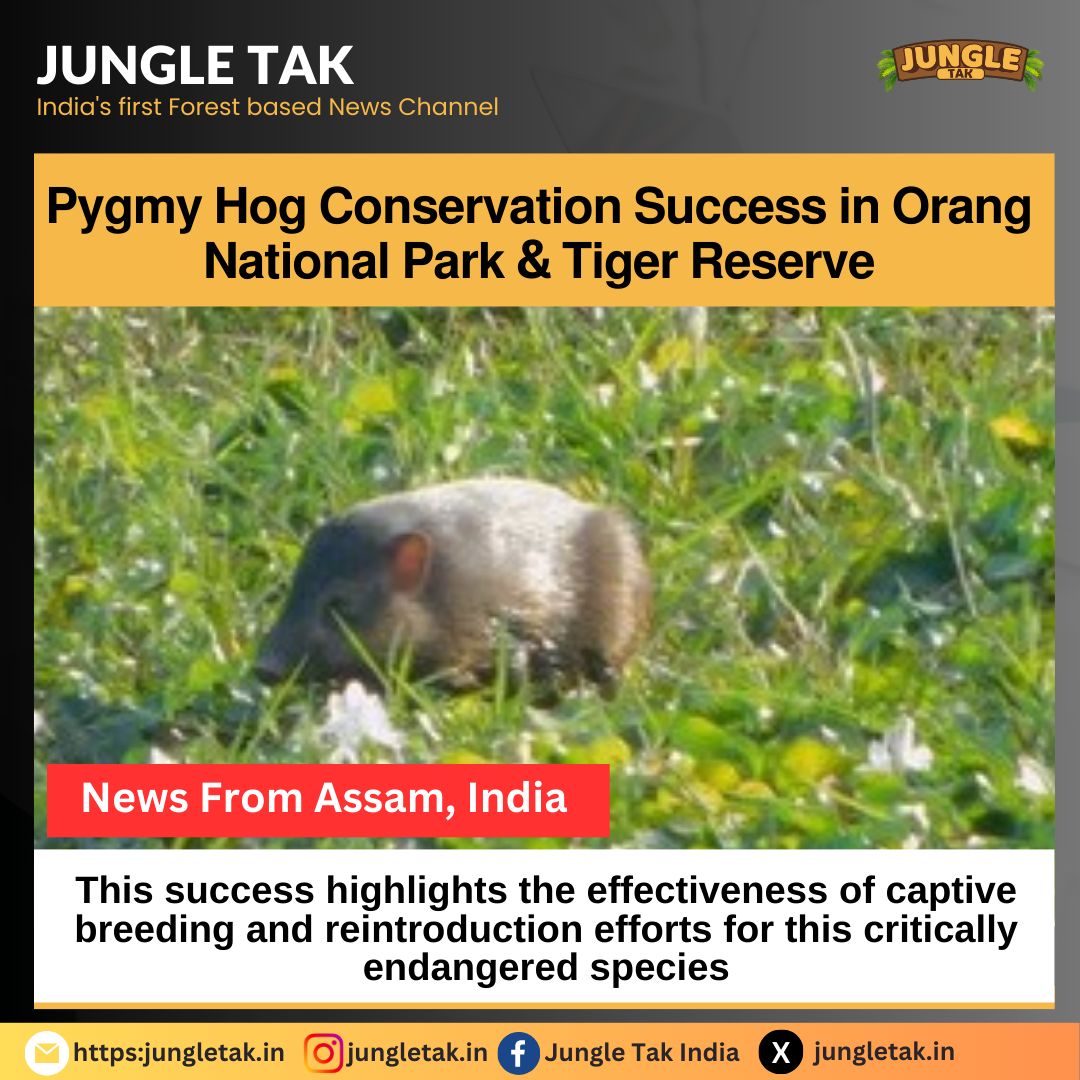 Pygmy Hog conversation success in Orang National Park and Tiger Reserve- JUNGLE TAK