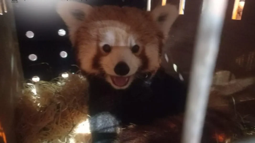 Darjeeling Zoo Welcomes Red Pandas from Netherlands on Christmas-JUNGLE TAK