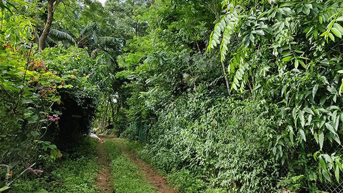 SIP Academy opens 3rd Miyawaki forest project in Bangalore University- JUNGLE TAK