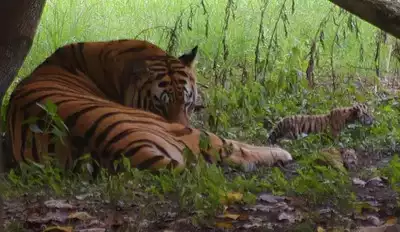Tiger dies from train hit in Maharashtra forest area- JUNGLE TAK