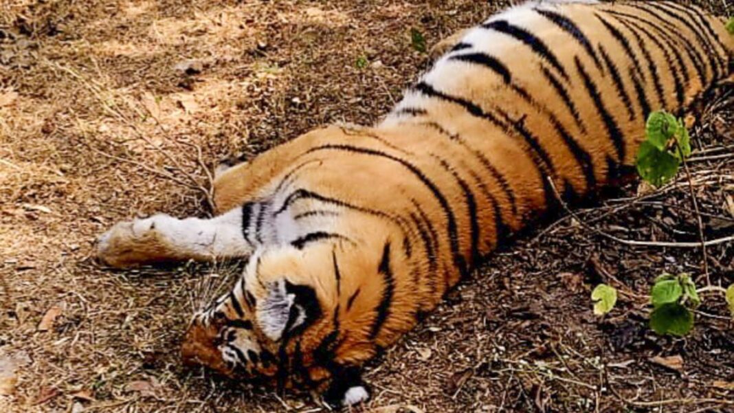 12 tigers died in Maharashtra in less than month; Forest Minister directs strict measures- JUNGLE TAK