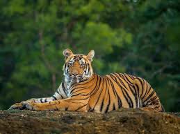 Tiger population in Maharashtra rises by 350 in 16 years: Forest minister Ganesh Naik- JUNGLE TAK