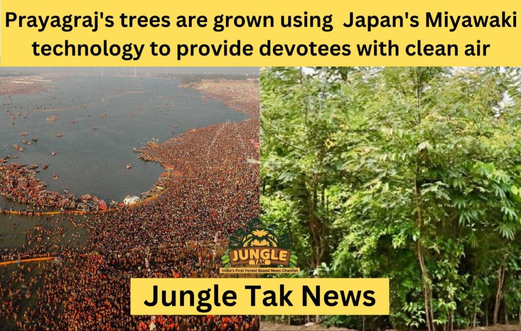Mahakumbh: Prayagraj's trees are grown using Japan's Miyawaki technology to provide devotees with clean air- JUNGLE TAK